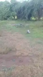 Arulmigu Ayyanar Temple, Patthalapetai - 620013 Arulmigu Ayyanar Temple, Patthalapetai - 620013, Thiruchirappalli - Ancient Temple Architecture and History Image 2