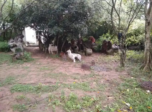 Arulmigu Ayyanar Temple, Periyavalayam, Ariyalur - 621802 Arulmigu Ayyanar Temple,  - 621802, Ariyalur - Ancient Temple Architecture and History Image 3