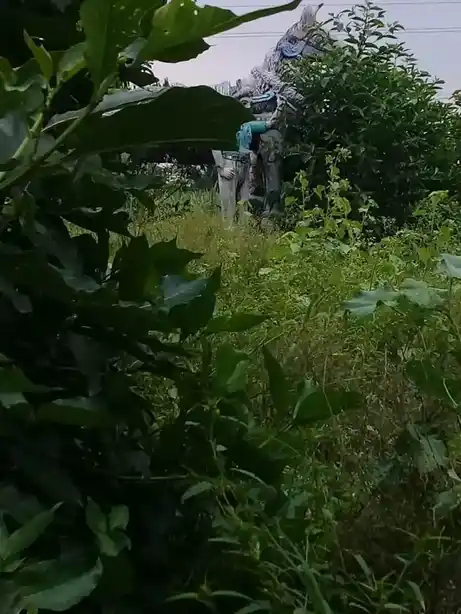 Arulmigu Ayyanar Temple, Pimbalur - 621117 Arulmigu Ayyanar Temple, Pimbalur - 621117, Perambalur - Ancient Temple Architecture and History Image 3