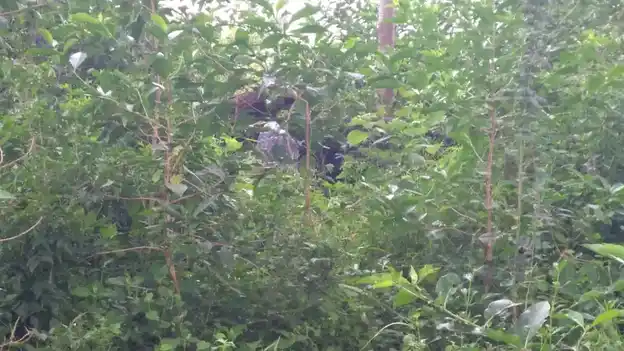 Arulmigu Ayyanar Temple, Poondi - 621653 Arulmigu Ayyanar Temple,  - 621653, Ariyalur - Ancient Temple Architecture and History Image 2