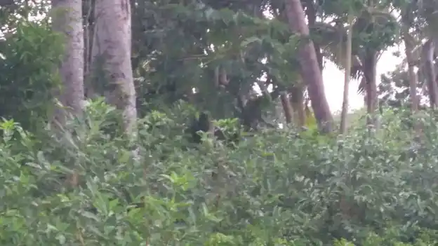 Arulmigu Ayyanar Temple, Poondi - 621653 Arulmigu Ayyanar Temple,  - 621653, Ariyalur - Ancient Temple Architecture and History Image 3