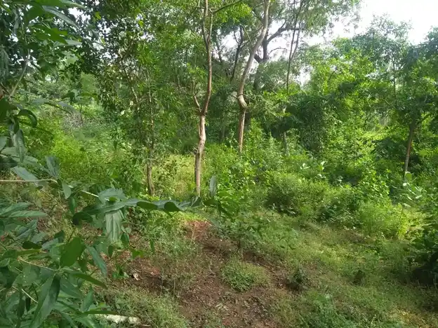 Arulmigu Ayyanar Temple, Pungangulam - 625706