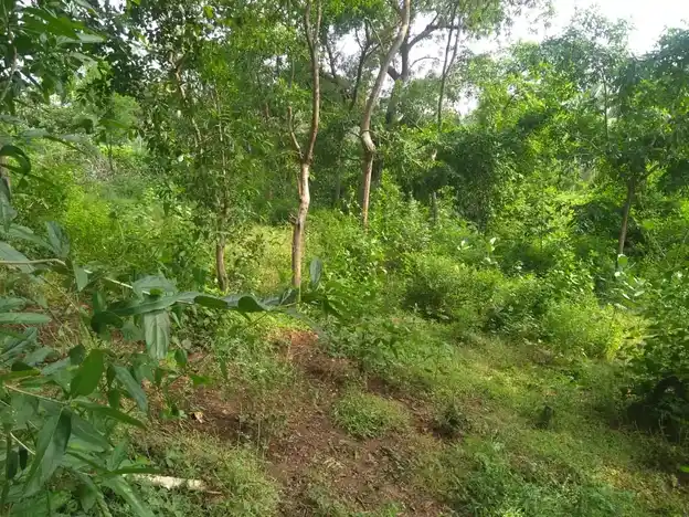 Arulmigu Ayyanar Temple, Pungangulam - 625706 அருள்மிகு அய்யனார் கோயில், Pungangulam, Pungangulam - 625706, Madurai - Ancient Temple Architecture and History Image 2