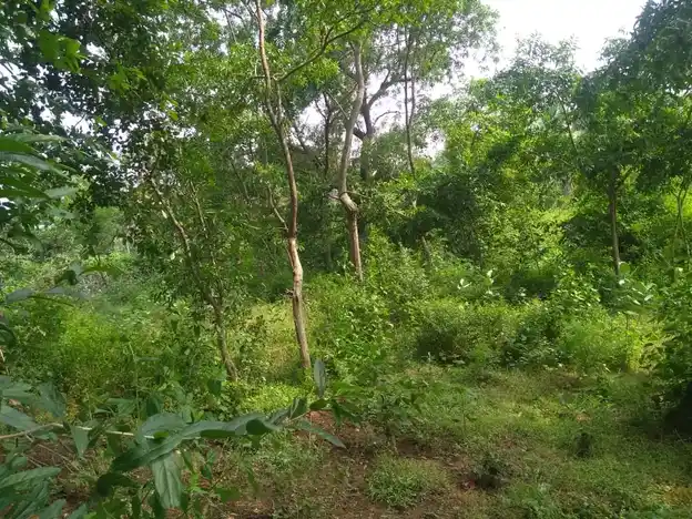 Arulmigu Ayyanar Temple, Pungangulam - 625706 அருள்மிகு அய்யனார் கோயில், Pungangulam, Pungangulam - 625706, Madurai - Ancient Temple Architecture and History Image 3