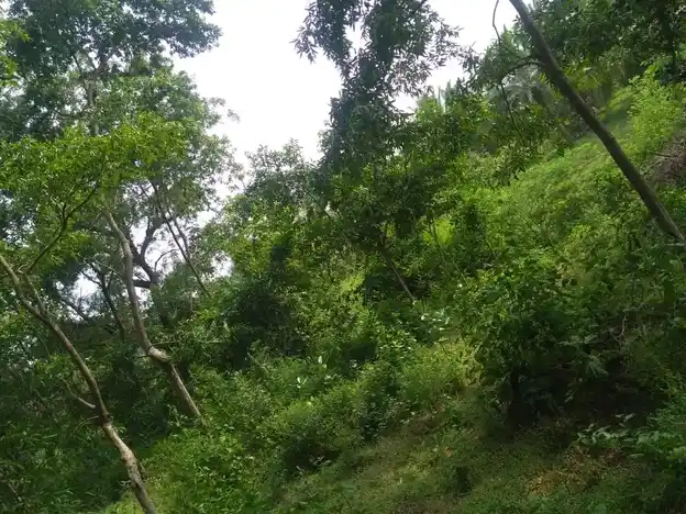 Arulmigu Ayyanar Temple, Pungangulam - 625706 அருள்மிகு அய்யனார் கோயில், Pungangulam, Pungangulam - 625706, Madurai - Ancient Temple Architecture and History Image 4