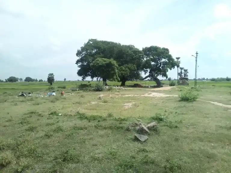Arulmigu Ayyanar Temple, Seeganenthal - 614631 Arulmigu Ayyanar Temple, Seeganenthal - 614631, Pudukkottai - Ancient Temple Architecture and History Image 2