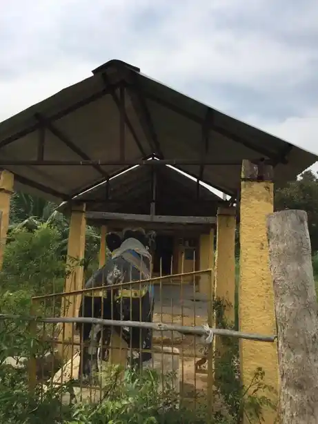 Arulmigu Ayyanar Temple, Shesasamuthiram - 621603