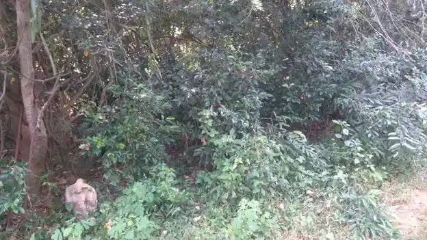 Arulmigu Ayyanar Temple, Sundaresapuram, Ariyalur - 621701 Arulmigu Ayyanar Temple,  - 621701, Ariyalur - Ancient Temple Architecture and History Image 3