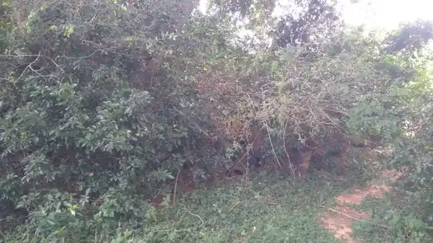 Arulmigu Ayyanar Temple, Sundaresapuram, Ariyalur - 621701 Arulmigu Ayyanar Temple,  - 621701, Ariyalur - Ancient Temple Architecture and History Image 4