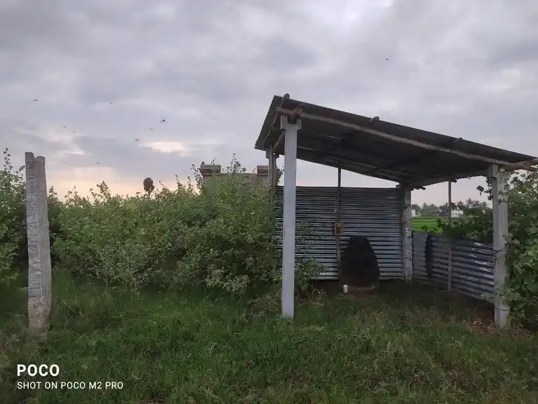 Arulmigu Ayyanar Temple, Thayanur - 620102 Arulmigu Ayyanar Temple, Thayanur - 620102, Thiruchirappalli - Ancient Temple Architecture and History Image 2