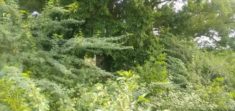 Arulmigu Ayyanar Temple, Tittacheri - 636116 அருள்மிகு அய்யனார் திருக்கோயில், Tittacheri - 636116, Salem - Ancient Temple Architecture and History Image 3