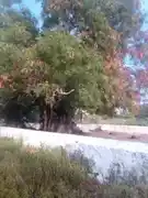 Arulmigu Ayyanar Temple, Trichy To Thuraiyur Road, Pulivalam - 621011 Arulmigu Ayyanar Temple, Trichy To Thuraiyur Road, Pulivalam - 621011, Thiruchirappalli - Ancient Temple Architecture and History Image 2