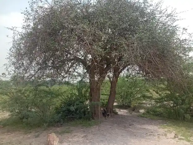 Arulmigu Ayyanar Temple, Unnipatti - 625706 Arulmigu Ayyanar Temple, Unnipatti - 625706, Madurai - Ancient Temple Architecture and History Image 3