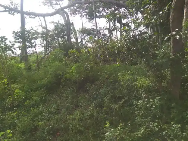 Arulmigu Ayyanar Temple, Vaikasipatti - 625503 அருள்மிகு அய்யனார் கோயில், Vaikasipatti - 625503, Madurai - Ancient Temple Architecture and History Image 4