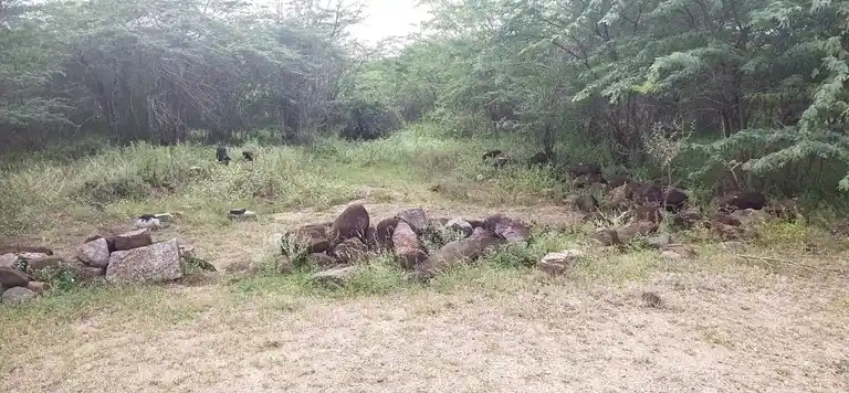 Arulmigu Ayyanar Temple, Vellakkalpatti - 621007 Arulmigu Ayyanar Temple, Vellakkalpatti - 621007, Thiruchirappalli - Ancient Temple Architecture and History Image 2
