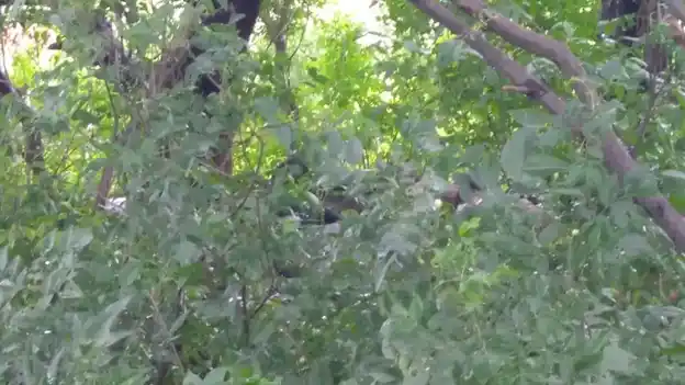 Arulmigu Ayyanar Temple, Veppankuzhi - 621653 Arulmigu Ayyanar Temple,  - 621653, Ariyalur - Ancient Temple Architecture and History Image 4