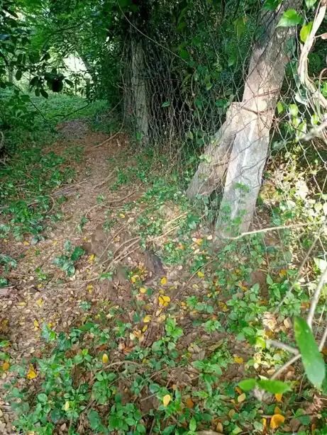 Arulmigu Baalambigai Temple, Mettupalayam - 614715