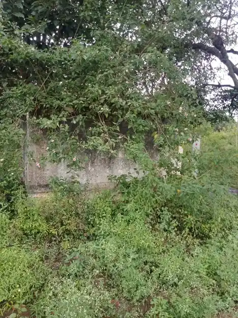 Arulmigu Banthirakaliamman Temple, Kittanoor - 635203 அருள்மிகு பத்திரகாளியம்மன் திருக்கோயில், கிட்டனூர் - 635203, Krishnagiri - Ancient Temple Architecture and History Image 2