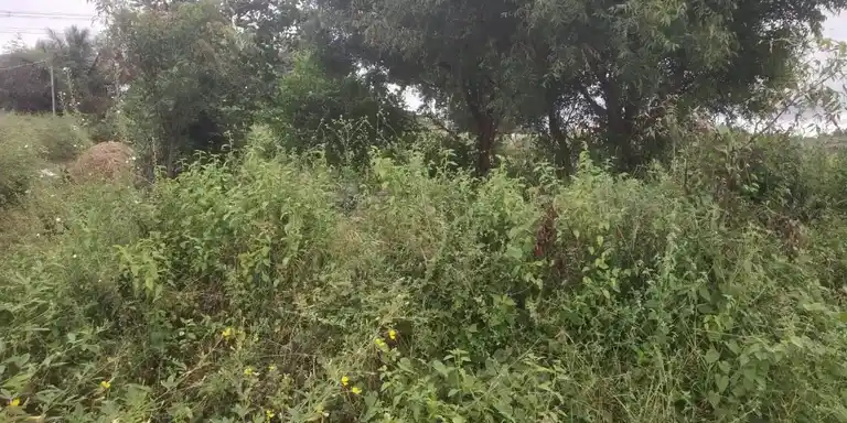 Arulmigu Basuveswarar Temple, Billiyanur - 636809 அருள்மிகு பசுவேஸ்வரர் திருக்கோயில், Billiyanur - 636809, Dharmapuri - Ancient Temple Architecture and History Image 2