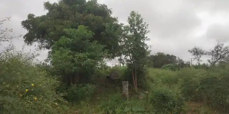 Arulmigu Basuveswarar Temple, Billiyanur - 636809 அருள்மிகு பசுவேஸ்வரர் திருக்கோயில், Billiyanur - 636809, Dharmapuri - Ancient Temple Architecture and History Image 3