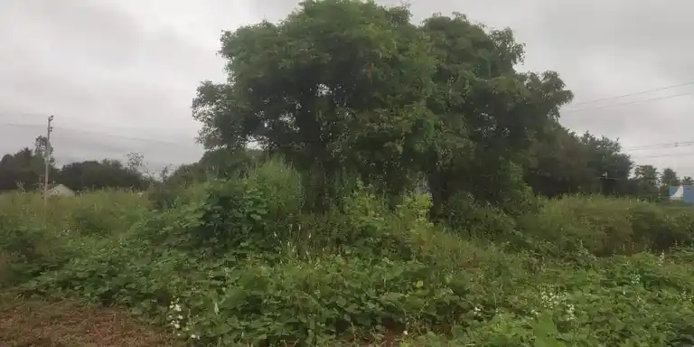 Arulmigu Basuveswarar Temple, Billiyanur - 636809 அருள்மிகு பசுவேஸ்வரர் திருக்கோயில், Billiyanur - 636809, Dharmapuri - Ancient Temple Architecture and History Image 4