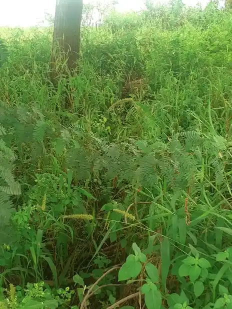 Arulmigu Bramanathaswamy Temple, Paalaiyur - 621111 Temple