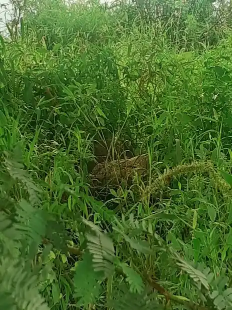 Arulmigu Bramanathaswamy Temple, Paalaiyur - 621111 Arulmigu Bramanathaswamy Temple, Paalaiyur - 621111, Thiruchirappalli - Ancient Temple Architecture and History Image 2