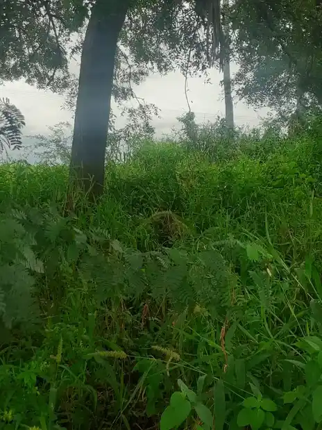 Arulmigu Bramanathaswamy Temple, Paalaiyur - 621111 Arulmigu Bramanathaswamy Temple, Paalaiyur - 621111, Thiruchirappalli - Ancient Temple Architecture and History Image 3