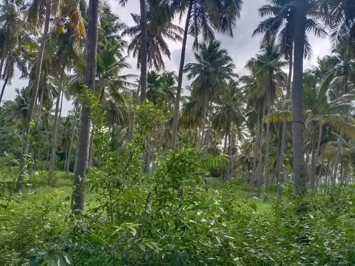 Arulmigu Chellandiyamman Temple, Pallapatti - 625103 அருள்மிகு செல்லாண்டியம்மன் கோயில், Pallapatti - 625103, Madurai - Ancient Temple Architecture and History Image 3