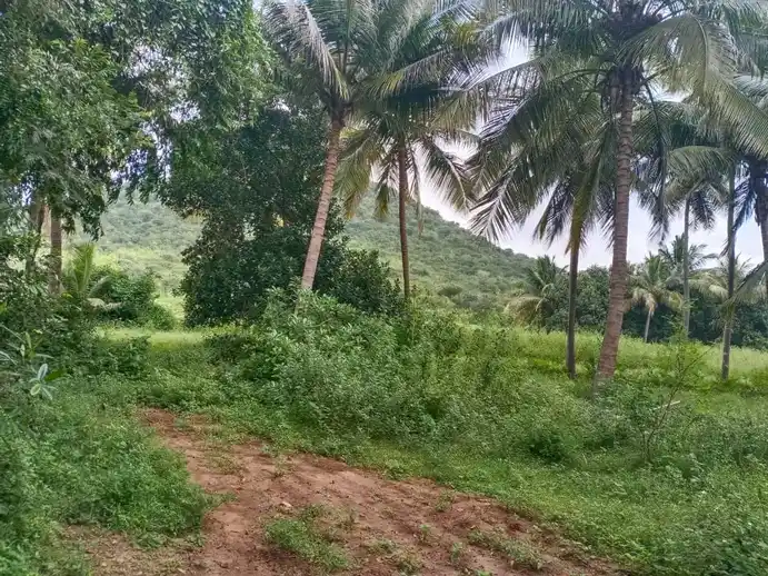 Arulmigu Chellandiyamman Temple, Pallapatti - 625103 அருள்மிகு செல்லாண்டியம்மன் கோயில், Pallapatti - 625103, Madurai - Ancient Temple Architecture and History Image 4