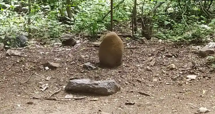 Arulmigu Chelliyamman Temple, Kakkangarai - 635654