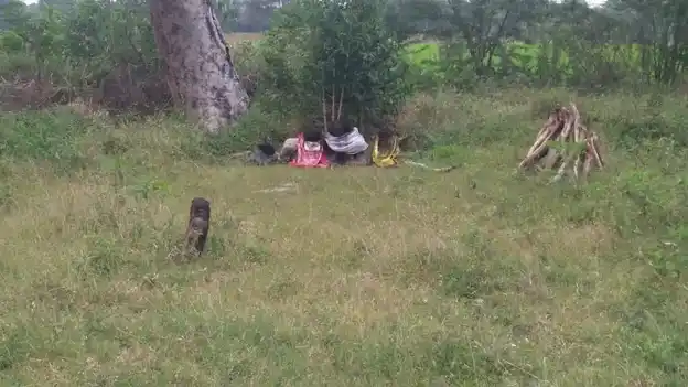 Arulmigu Chettikathaayyanar Temple, Namankunam - 621714 அருள்மிகு செட்டிக்காத்தஅய்யனார் திருக்கோயில், Namankunam - 621714, Ariyalur - Ancient Temple Architecture and History Image 4