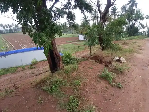 Arulmigu Chinnakulam Kannimaar Temple, Chinnakulam - 624706 அருள்மிகு சின்னக்குளம் கன்னிமார் திருக்கோயில், Chinnakulam - 624706, Dindigul - Ancient Temple Architecture and History Image 4