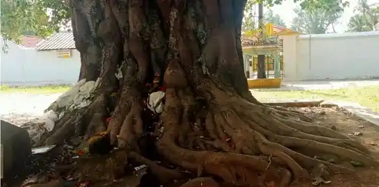Arulmigu Chinnamman Nattarayasamy Temple, Koorapalayam, Perundurai, Perundurai - 638052 அருள்மிகு சின்னம்மன் நாட்ராயசாமி திருக்கோயில், கூரப்பாளையம், பெருந்துறை,, Perundurai - 638052, Erode - Ancient Temple Architecture and History Image 3