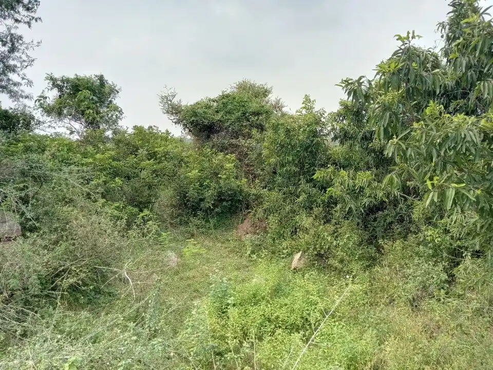 Arulmigu Choleswararmudaiyar Temple, Vathanakuruchi, Kulathur Taluk - 622504