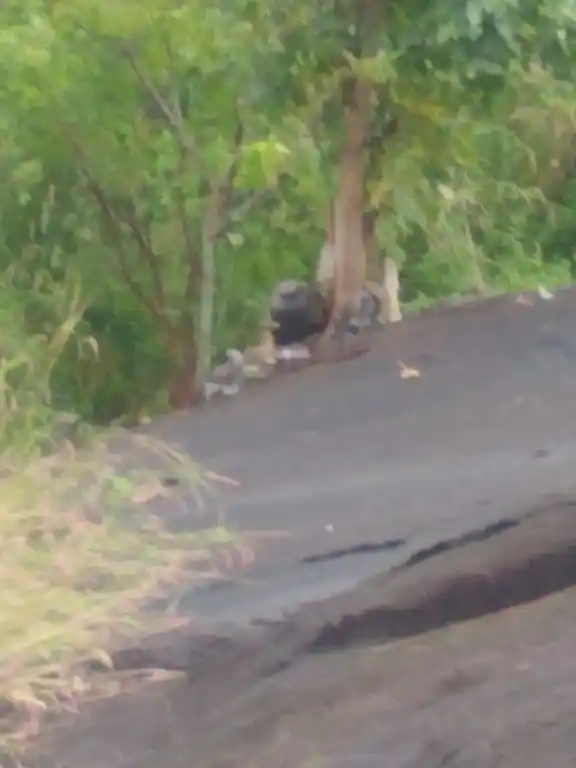 Arulmigu Chorimuthayyanar Temple, Padmanabhapuram - 629175
