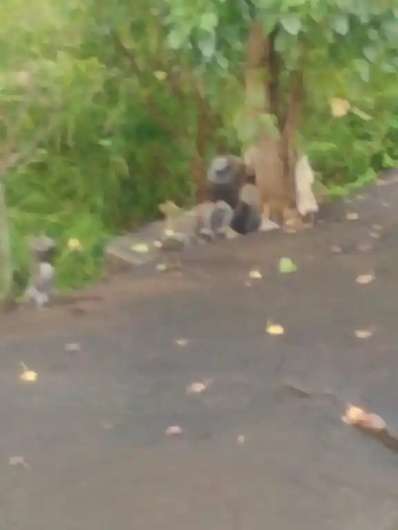 Arulmigu Chorimuthayyanar Temple, Padmanabhapuram - 629175 Arulmigu Chorimuthayyanar Temple, Padmanabhapuram - 629175, Kanyakumari - Ancient Temple Architecture and History Image 3