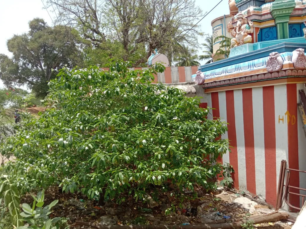Arulmigu Chowkapillyar Temple, Thiruchirappalli - 639101 Arulmigu ChowkaPillyar Temple, Thiruchirappalli - 639101, Thiruchirappalli - Ancient Temple Architecture and History Image 8
