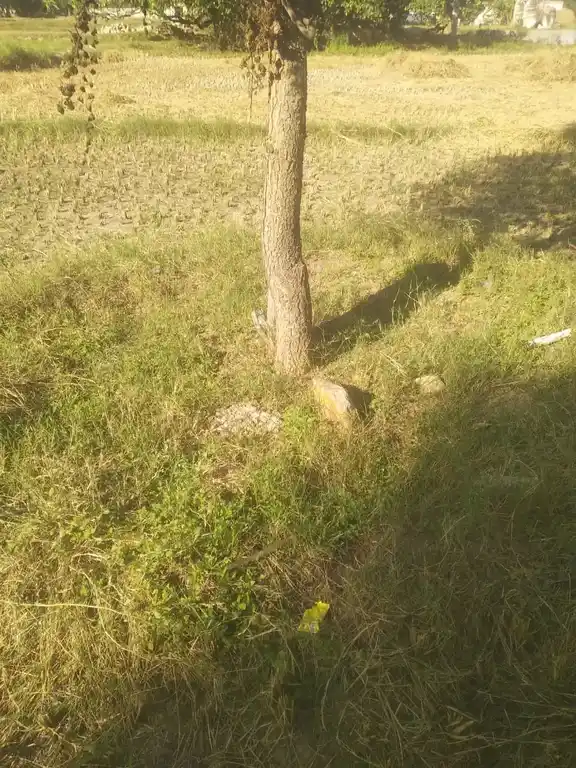 Arulmigu Dedukaragam Temple, Sembadamuthur, Alappati - 635122 அருள்மிகு தேடுகரகம் திருக்கோயில், செம்படமுத்தூர் - 635122, Krishnagiri - Ancient Temple Architecture and History Image 4