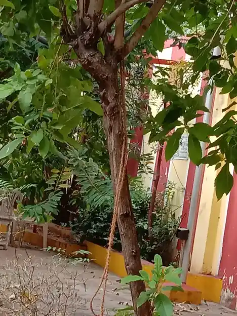 Arulmigu Devi Karumariamman Temple, Ditterline, Vellore - 632001 அருள்மிகு தேவி கருமாரியம்மன் திருக்கோயில், டிட்டர்லைன், வேலூர் - 632001, Vellore - Ancient Temple Architecture and History Image 3