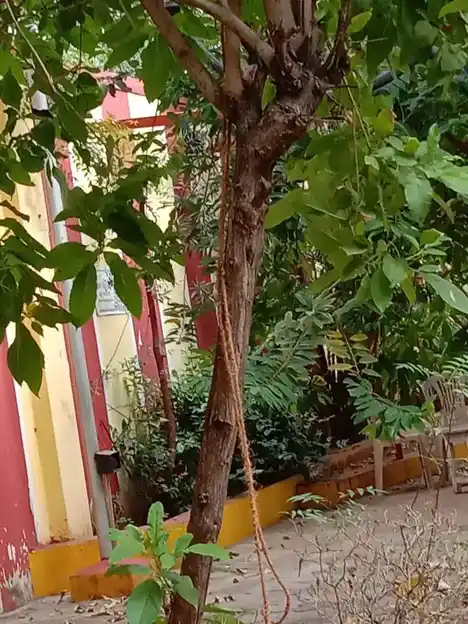 Arulmigu Devi Karumariamman Temple, Ditterline, Vellore - 632001 அருள்மிகு தேவி கருமாரியம்மன் திருக்கோயில், டிட்டர்லைன், வேலூர் - 632001, Vellore - Ancient Temple Architecture and History Image 4