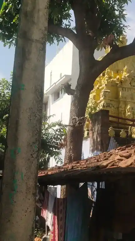 Arulmigu Devi Sri Valaboomi Amman Temple, Shenkottai - 627809 அருள்மிகு தேவி ஸ்ரீவல பூமியம்மன் திருக்கோயில், Shenkottai - 627809, Tenkasi - Ancient Temple Architecture and History Image 6