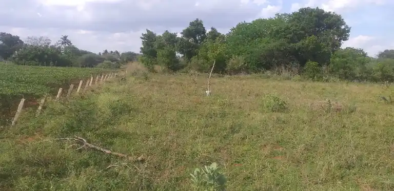 Arulmigu Devikulam Kannimaar Temple, Sirugudi - 624402