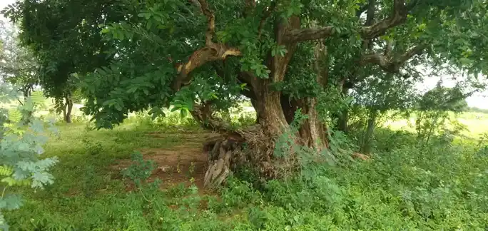 Arulmigu Dhesiyamangalam Malaikovil, Sivayam - 639120
