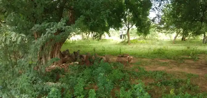 Arulmigu Dhesiyamangalam Malaikovil, Sivayam - 639120 Arulmigu Dhesiyamangalam Malaikovil, Sivayam - 639120, Karur - Ancient Temple Architecture and History Image 5