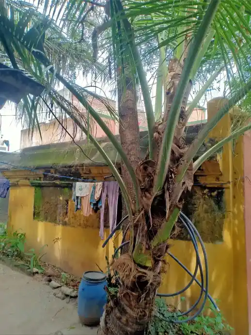 Arulmigu Droupathiamman Temple, Dharmapuri - 636701 அருள்மிகு திரௌபதியம்மன் திருக்கோயில், Dharmapuri - 636701, Dharmapuri - Ancient Temple Architecture and History Image 7