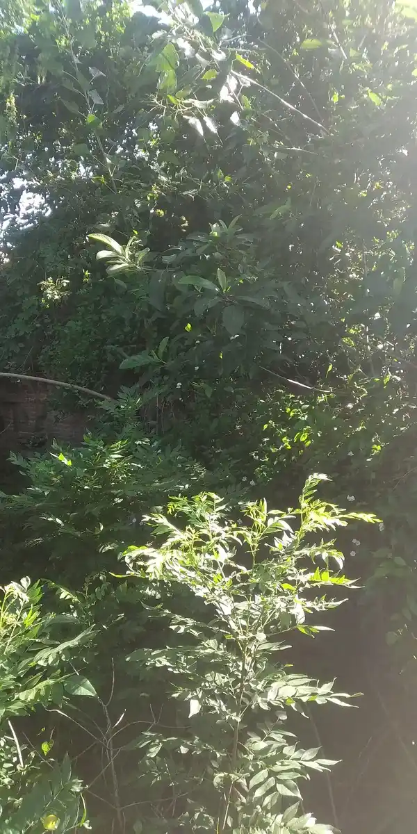 Arulmigu Eamperuman Kurathalvar Temple, Thiurkkannamangai - 610104 அருள்மிகு எம்பெருமான் கூதத்தாழ்வார் திருக்கோயில், Thiurkkannamangai - 610104, Thiruvarur - Ancient Temple Architecture and History Image 4