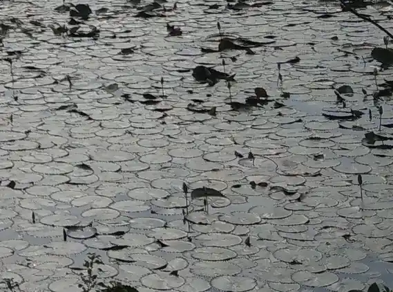 Arulmigu Edugan Thirutha Vinayagar Temple, Ammapettai - 614401 அருள்மிகு இடுக்கன் தீர்த்த விநாயகர் திருக்கோயில், Ammapettai - 614401, Thanjavur - Ancient Temple Architecture and History Image 4