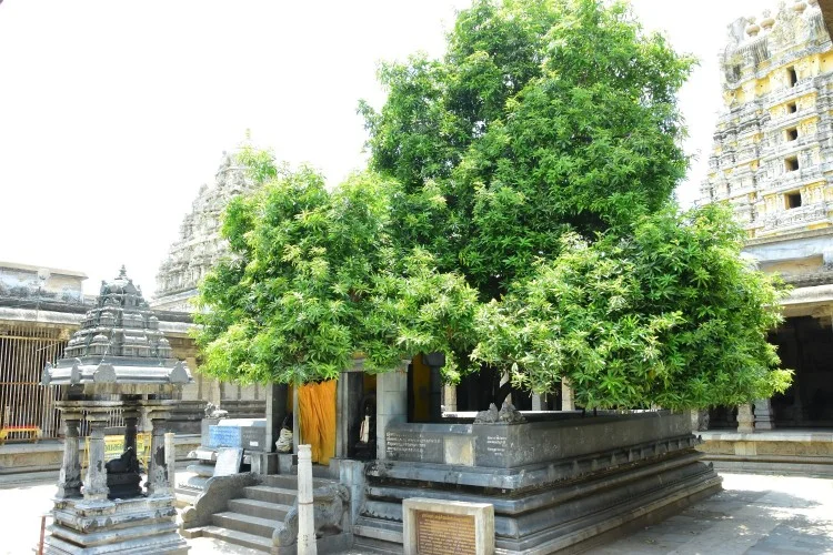 அருள்மிகு ஏகாம்பரநாதர் திருக்கோயில், காஞ்சிபுரம் - 631502 - Main View