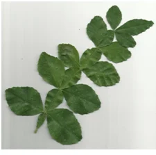 அருள்மிகு ஏகாம்பரேஸ்வரர் திருக்கோயில், அமைந்தகரை, சென்னை - 600029 - Main View